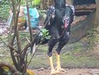 Shamo Rooster