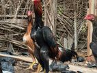 Shamo Rooster