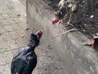 Shamo roosters