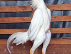 Shamo Roosters