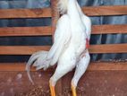 Shamo roosters