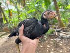 Shamo Rooster