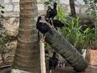 Shamo Rooster