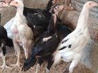 Shamos Chicks