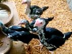 Shamos Chicks.