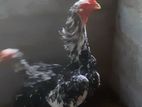 Shamo Rooster Chicks