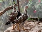 Shamo Rooster