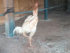 Shamo Rooster