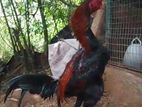 Shamos Rooster