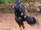 Shamo Rooster