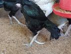 Shamo Hen