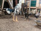 Shamo Rooster