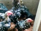 Shamo Chicks