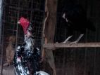 Shamo Rooster