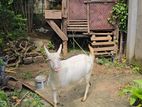 Sanan Goat