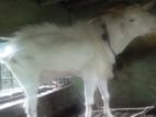 Shanan male Goat