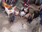 Chicken Farm