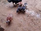 Shankar village chicken