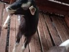 Shanon Goats