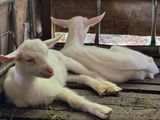 Shanon Goats