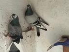 Shanon Tiplar Pigeons