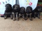 German Shepherd