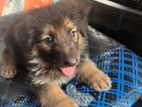Jarmen Shepherd Puppy