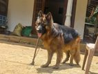 German Shepherd Puppies
