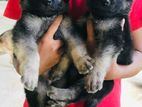 German Shepherd Puppies