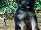 German Shepherd Puppy