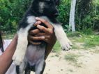 German Shepherd Puppy