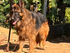 German Shepherd