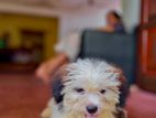 Shih Tzu Puppy
