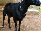 Sheep Goat