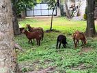 Sheep නිරෝගී බැටලු පැටවුන් විකිණීමට