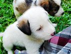 Sheepdog Puppies