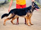 German Sheperd Dog