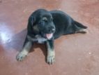 German Shepherd Puppies