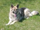 German Shepherd Dog