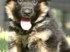 German Shepherd Puppies