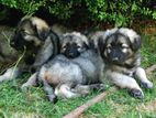 German Shepherd Puppies