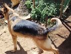 Shepherd Female
