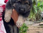 Shepherd Female Puppies