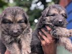 German Shepherd Puppies