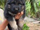 German Shepherd Puppy