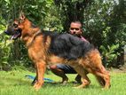 Shepherd Male Dog for Stud Service