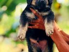 Shepherd Puppies