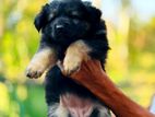 Shepherd Puppies
