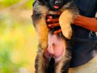 Shepherd Puppies