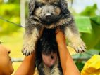 Lion Shepherd Puppies